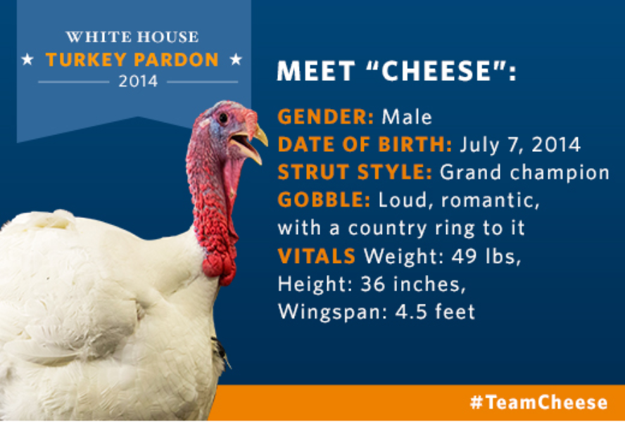White House turkeys go beak-to-beak in a vote happening #OnlyOnTwitter